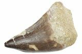 Fossil Mosasaur (Thalassotitan) Tooth - Morocco #353236-1
